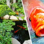 koi-pond