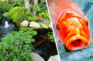 koi-pond