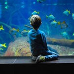 Can Fish Love Their Owners 1