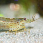 ghost-shrimp