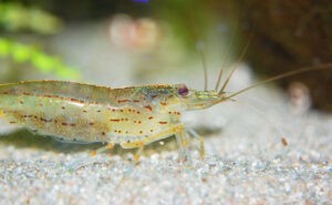 ghost-shrimp