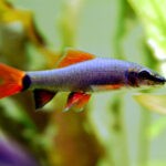 Rainbow Shark 1
