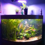 What size aquarium can I put upstairs 1