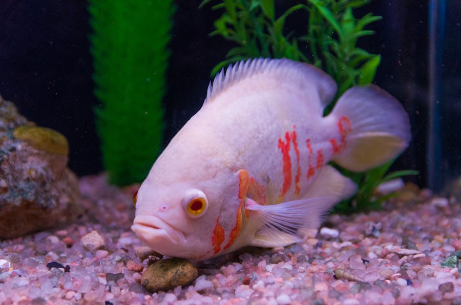 Albino Oscar Fish