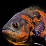 Oscar Fish Breed 1