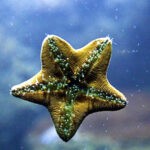 What Do Starfish Eat 1