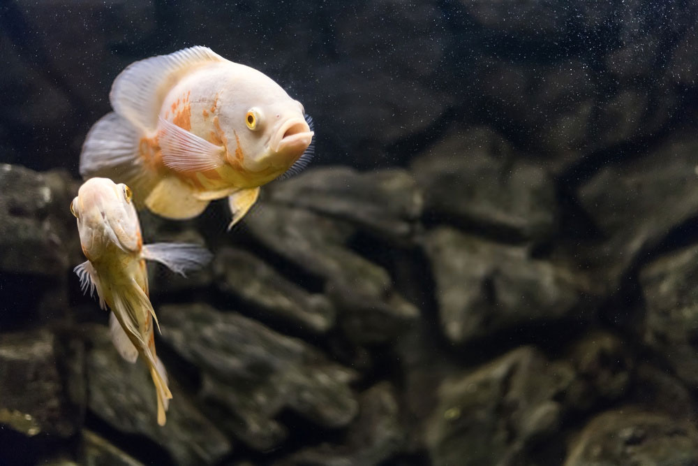White-Oscar-Fish