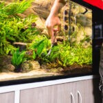 How-To-Clean-Your-Aquarium-1