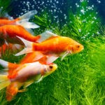 What Happens If A Fish Tank Is Too Small 1
