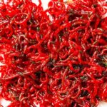 bloodworms
