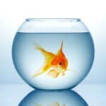Do Fish Get Bored 1
