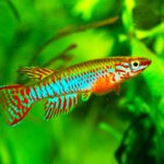 Killifish 1