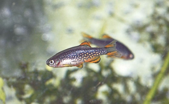 What-Is-The-Most-Low-Maintenance-Fish-Celestial-Pearl-Danio