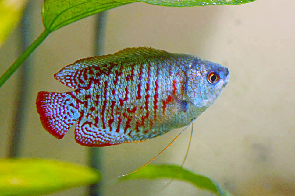 What-Is-The-Most-Low-Maintenance-Fish-Dwarf-Gourami