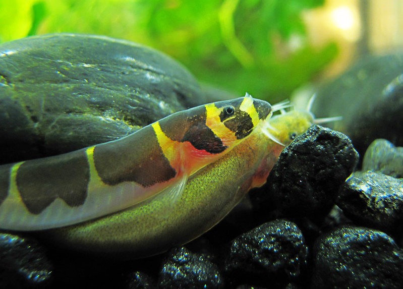 What-Is-The-Most-Low-Maintenance-Fish-Kuhli-Loach