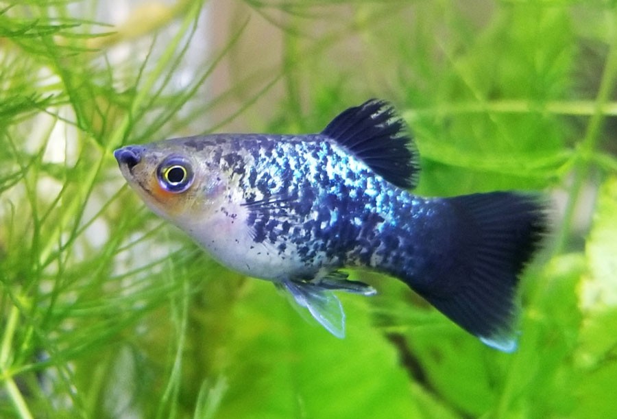 What-Is-The-Most-Low-Maintenance-Fish-Platy