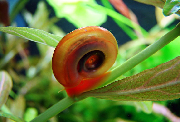 What-Is-The-Most-Low-Maintenance-Fish-Ramshorn-Snail