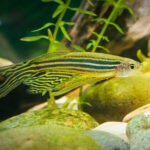 What-Is-The-Most-Low-Maintenance-Fish-Zebra-Danio