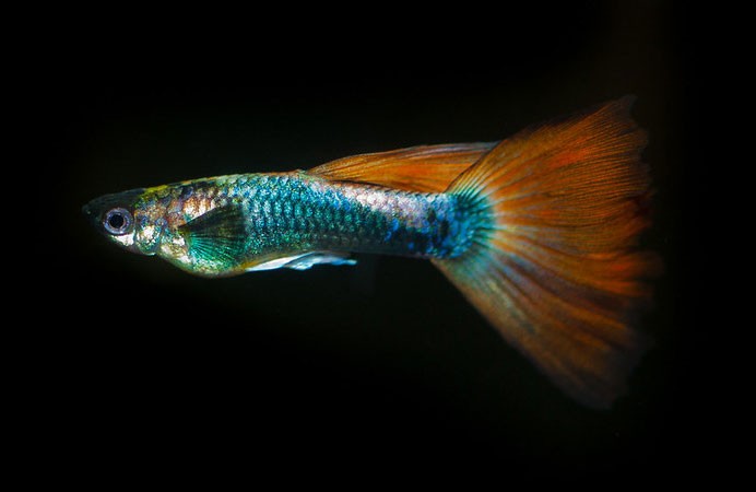 What-Is-The-Most-Low-Maintenance-Fish-guppy-fish