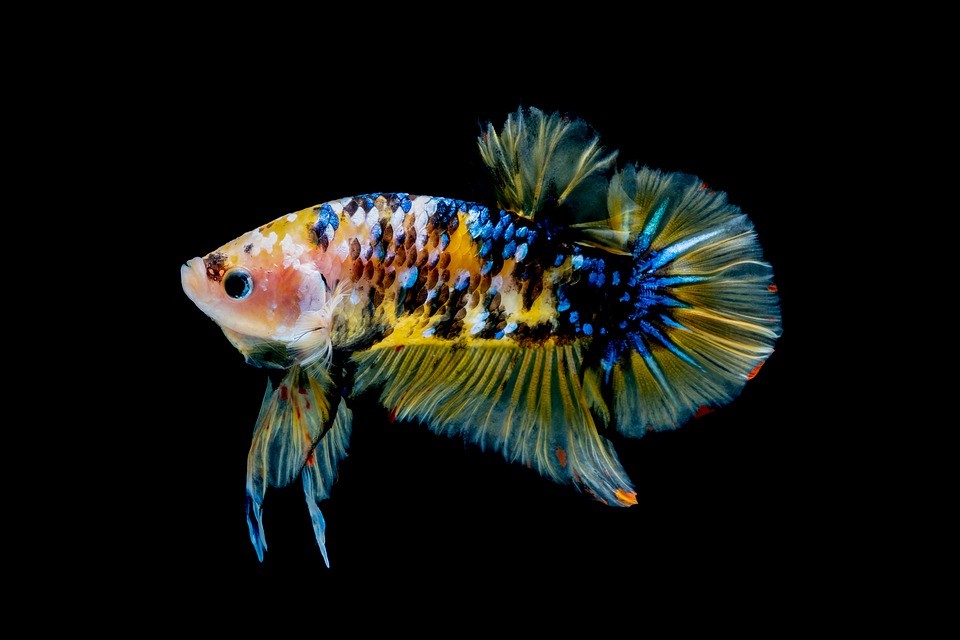 What Is The Most Low Maintenance Fish neon tetra betta fish