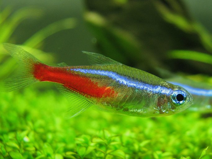 What Is The Most Low Maintenance Fish neon tetra