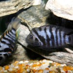 Convict Cichlid 1