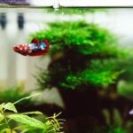 Best Plants For Betta Fish 1