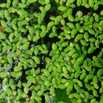 Duckweed