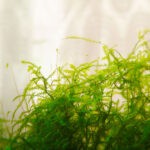 Java Moss