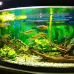 New Tank Syndrome 1