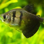black-skirt-tetra