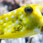 How to Calm Down Stressed Fish 1