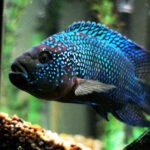Jack Dempsey Fish 1