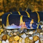 Kuhli Loach