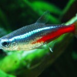 Neon Tetra