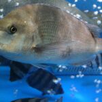 What Makes Fish Grow Faster