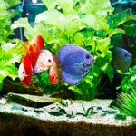 Why You Should Stop Tapping on Fish Tanks 1