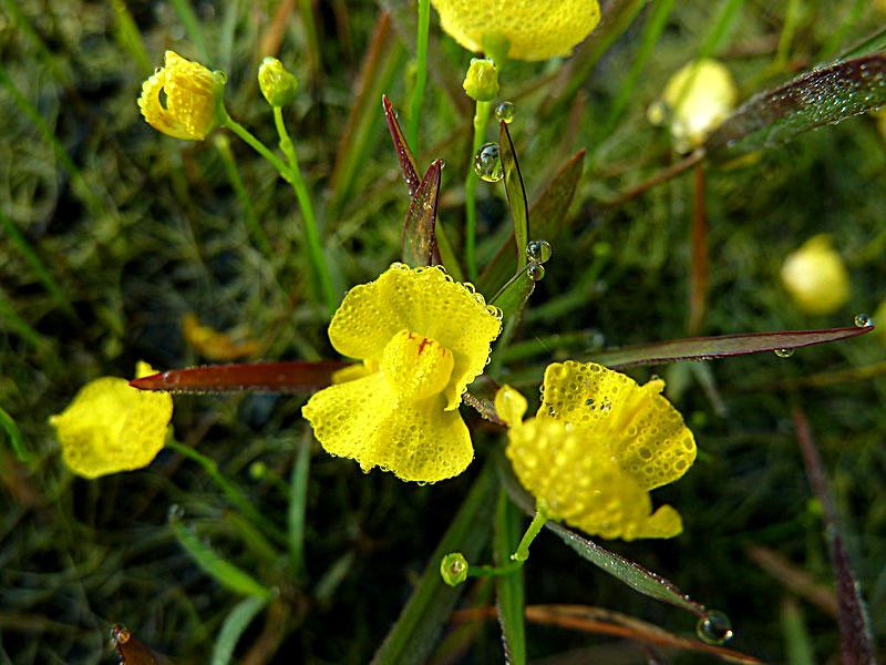 Best-Floating-Aquarium-Plants-Floating-Bladderwort