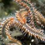 Bristle Worms