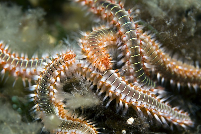 Bristle Worms