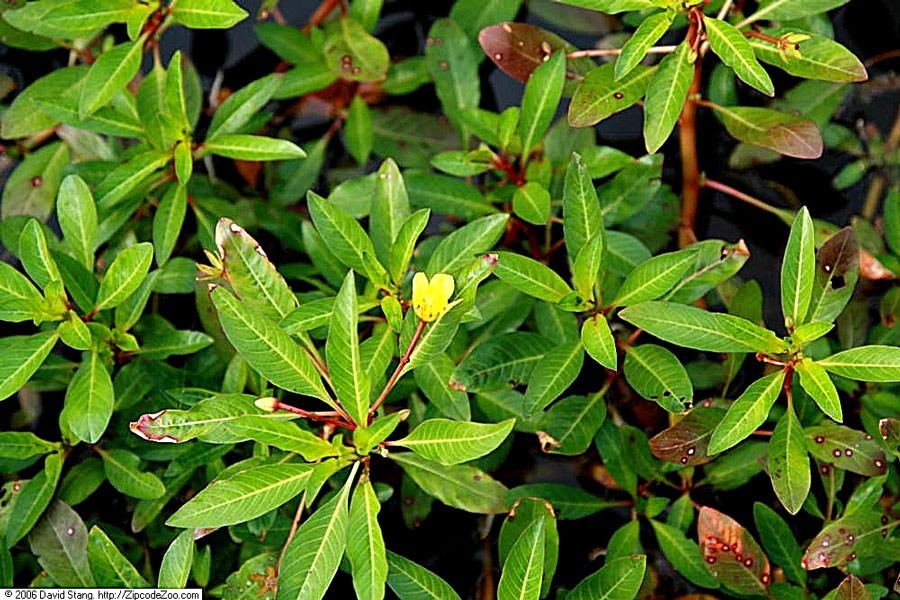 Ludwigia Repens