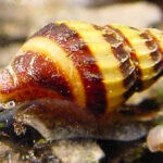 assassin snail 1