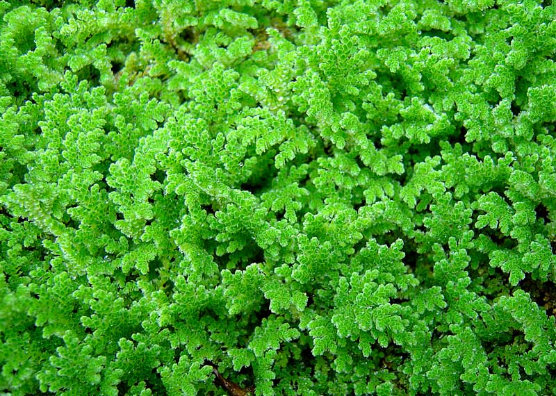 best-floating-aquarium-plants-Azolla