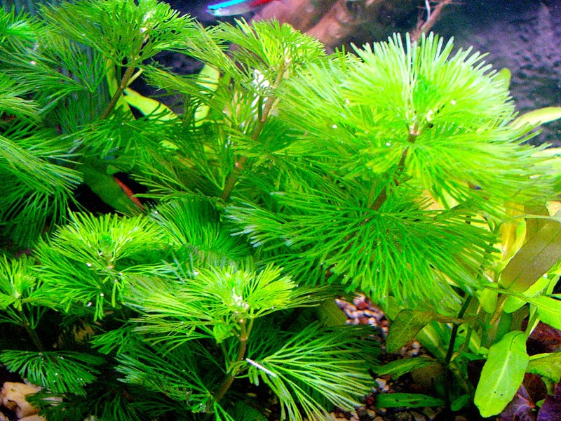 best-floating-aquarium-plants-cabomba