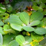 best floating aquarium plants dwarf water lettuce