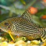 cory catfish 1