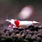 Crystal Red Shrimp 1