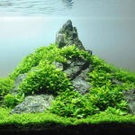Staurogyne Repens 1