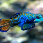 Mandarin-fish-(Dragonet)