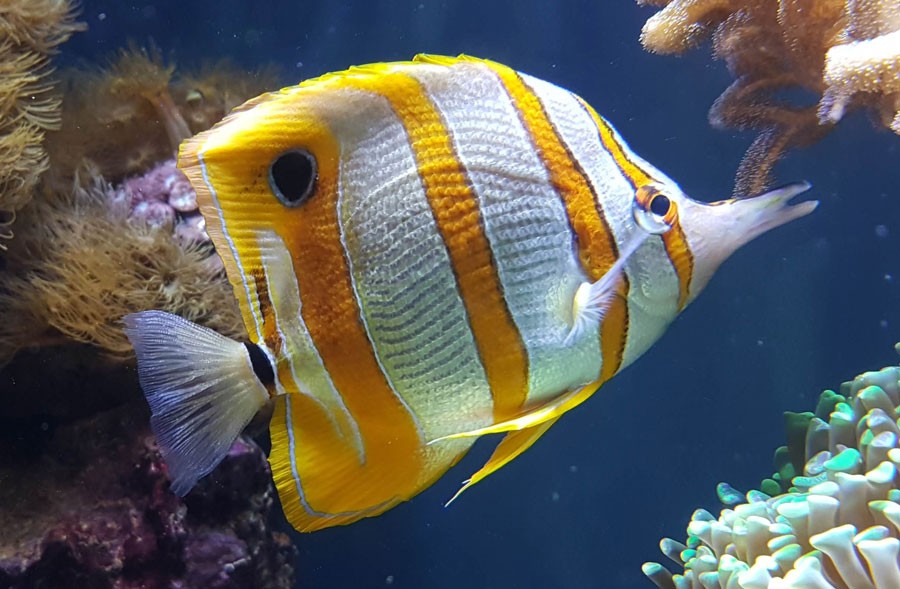 Butterflyfish